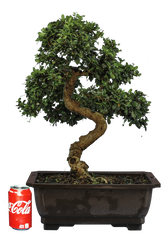 Fukien Tea (Specimen) #128